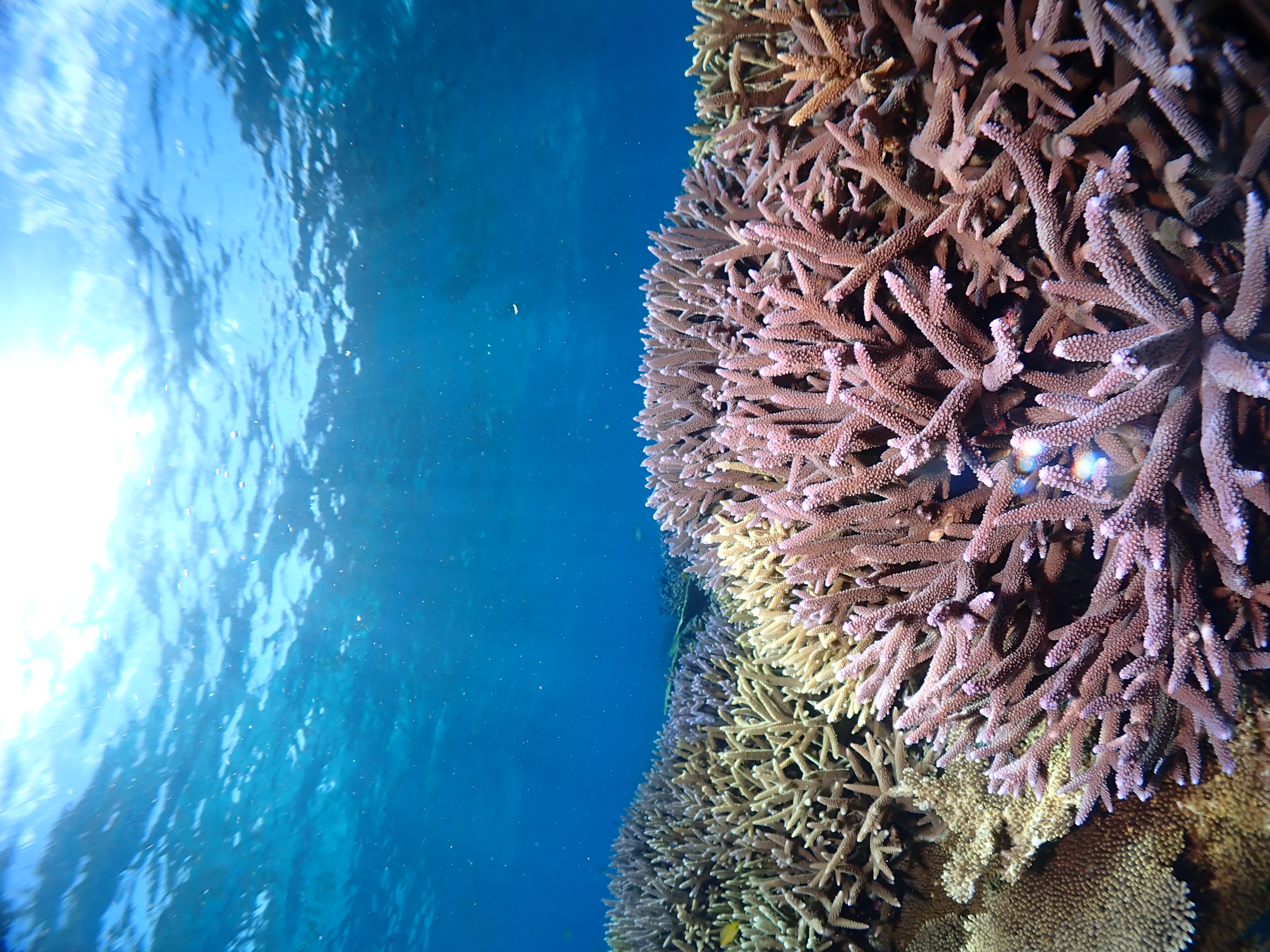 アクティビティのご案内