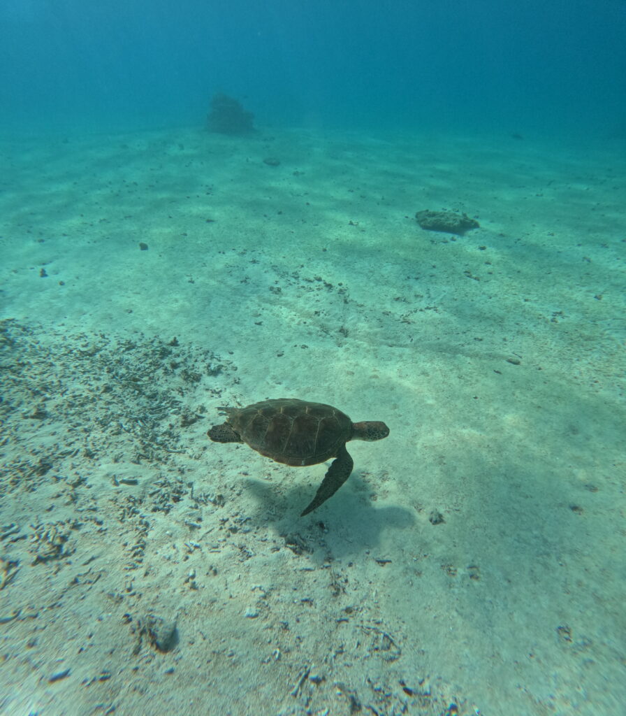 宮古島のウミガメ