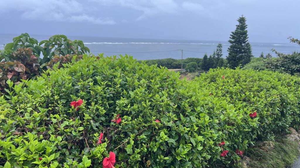 12月の宮古島の風景