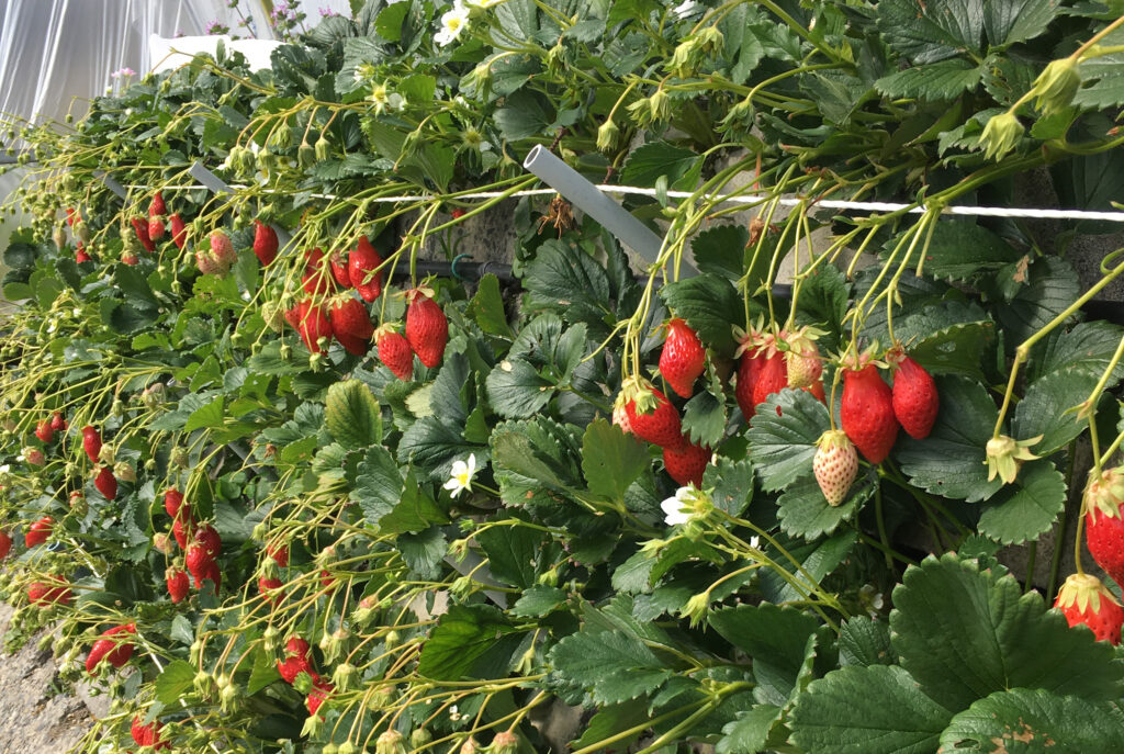 宮古島の農園（いちご狩り）