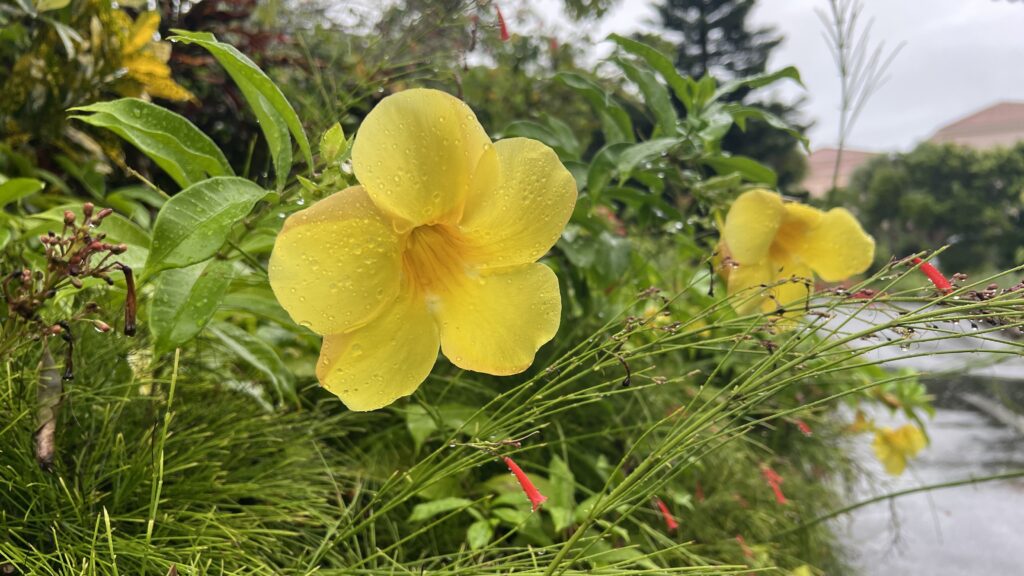 雨の日の宮古島はどう過ごす？楽しみ方・体験できるアクティビティのプランを現地スタッフがご提案の写真