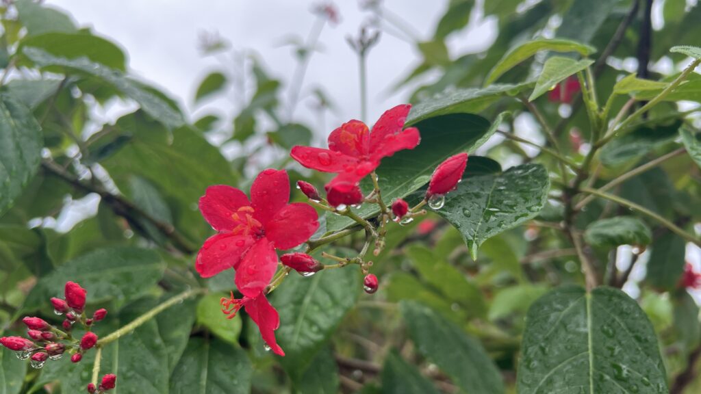 冬の宮古島の風景
