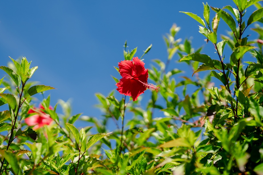 シギラビーチのハイビスカス