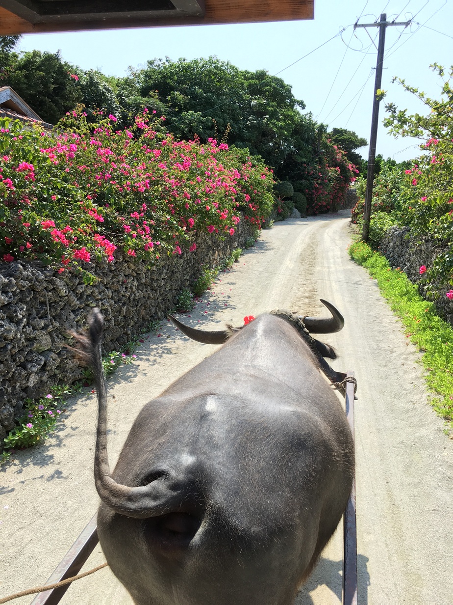 石垣島の水牛