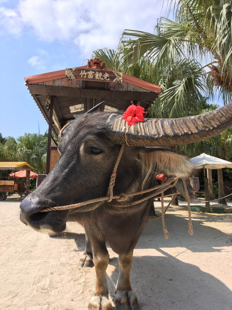 石垣島の水牛（正面）
