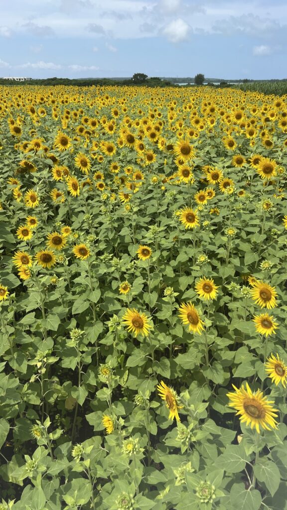 宮古島のひまわり