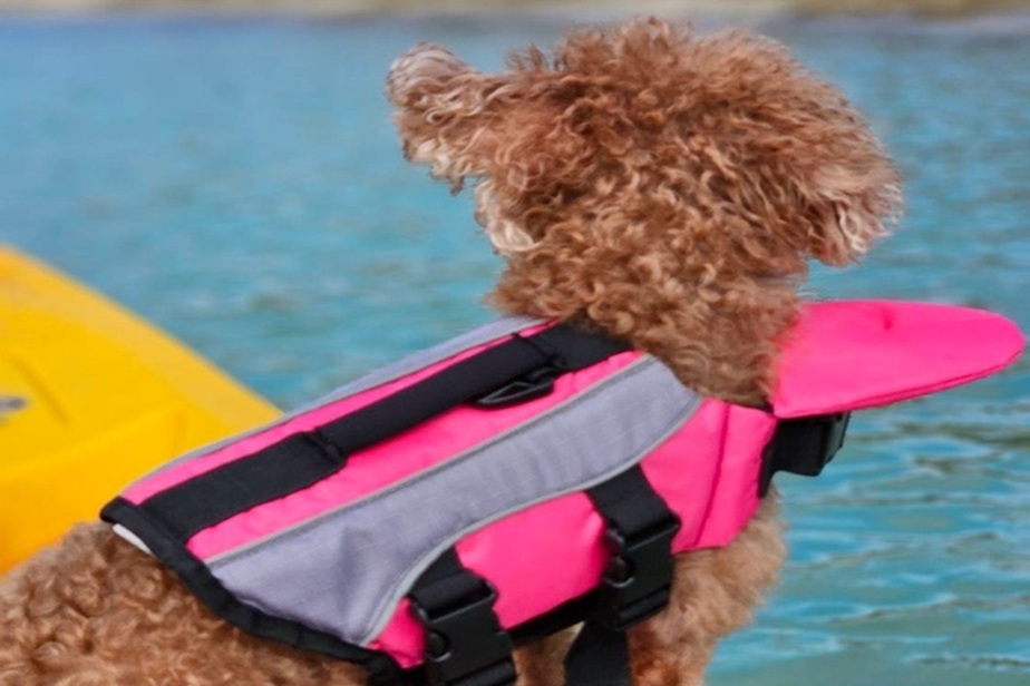 愛犬と参加できるシギラビーチカヤックツアーの風景