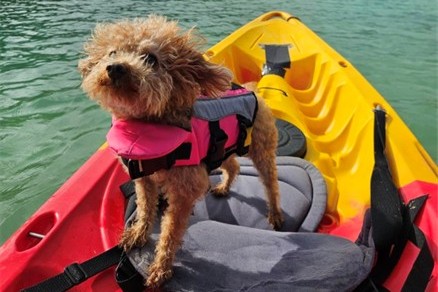 愛犬との宮古島旅行風景