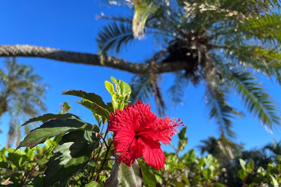 宮古島のハイビスカス