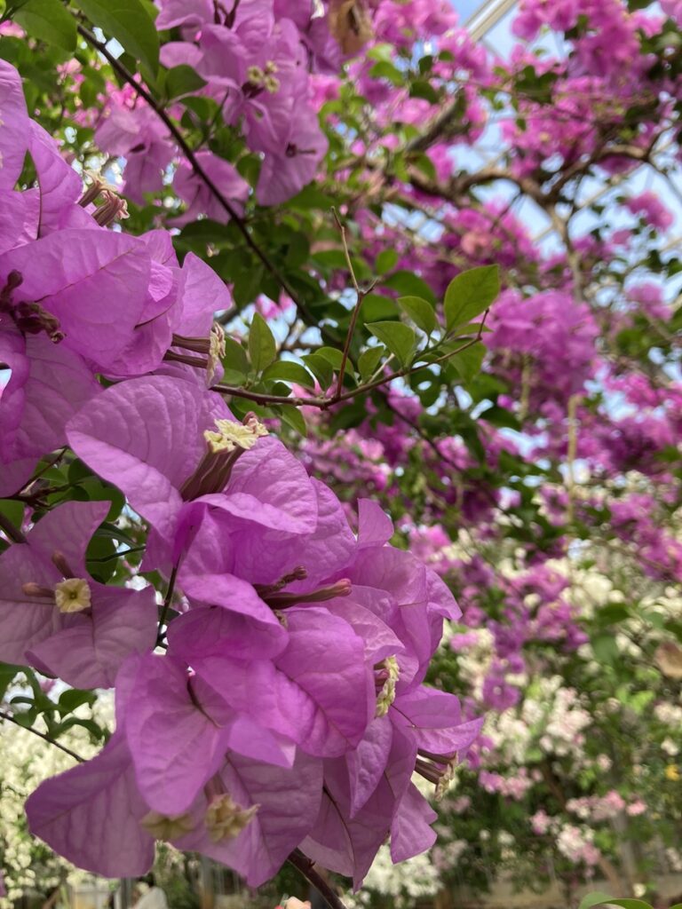 宮古島のブーゲンビリア