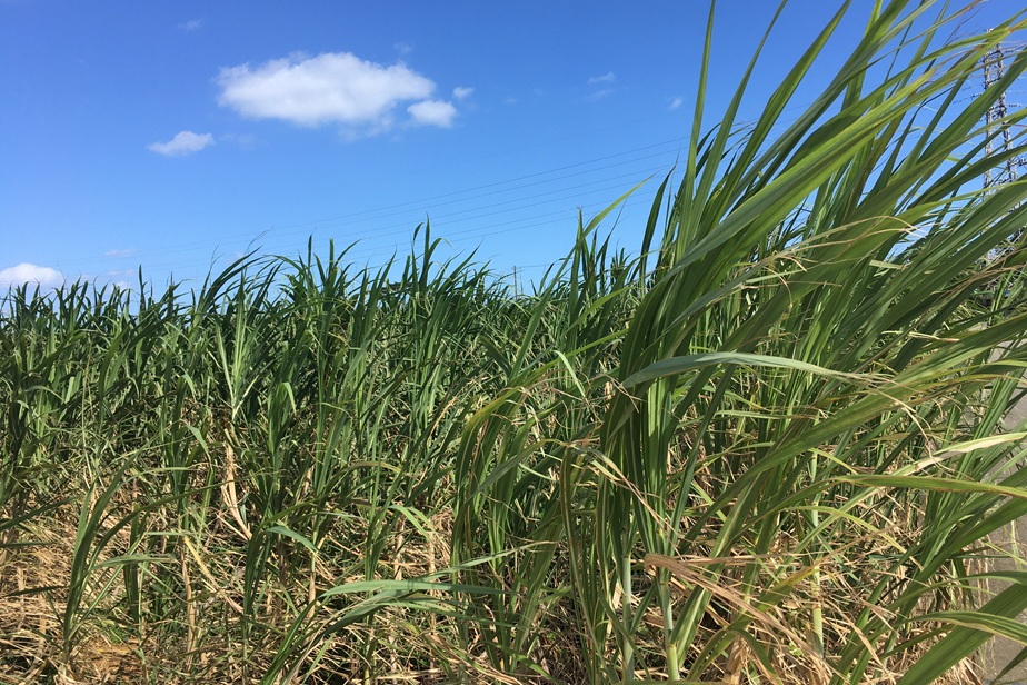 宮古島のサトウキビ