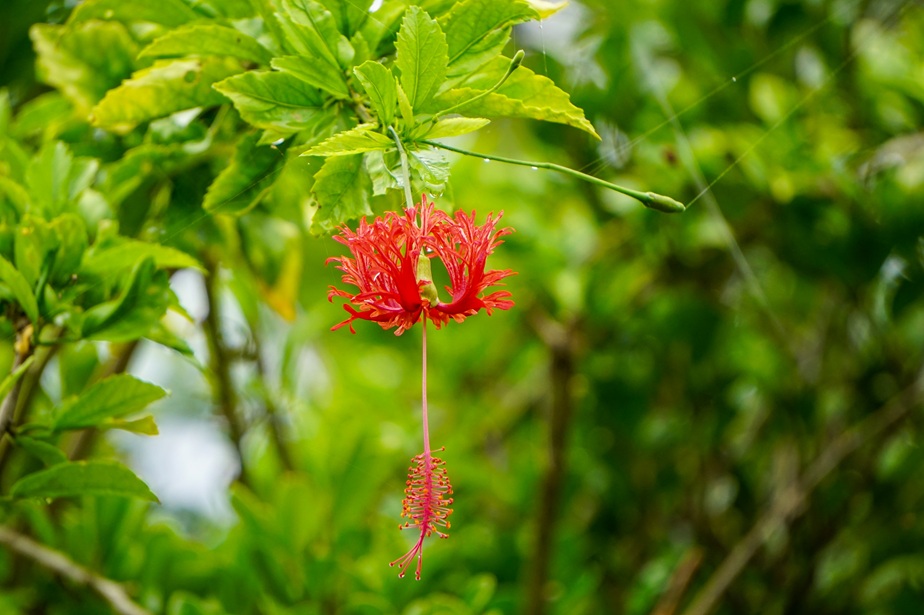 宮古島で見られる花4選｜見頃や特徴・南国の花を楽しむポイントを現地民が解説