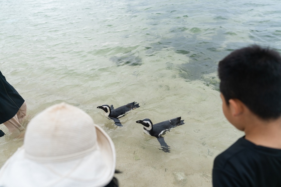 ケープペンギン