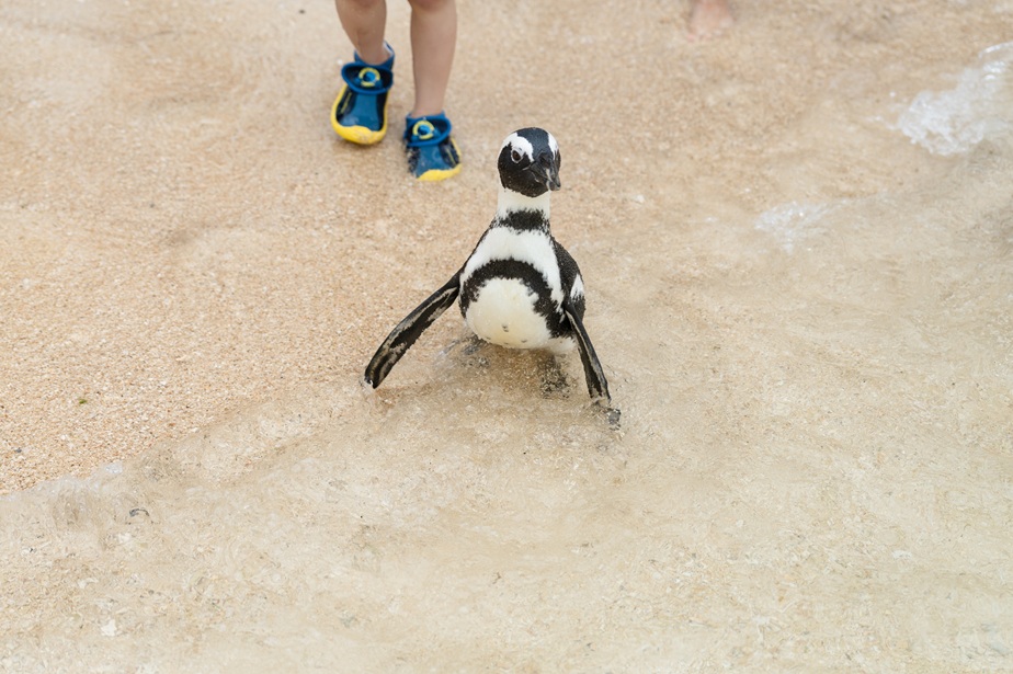 ケープペンギン